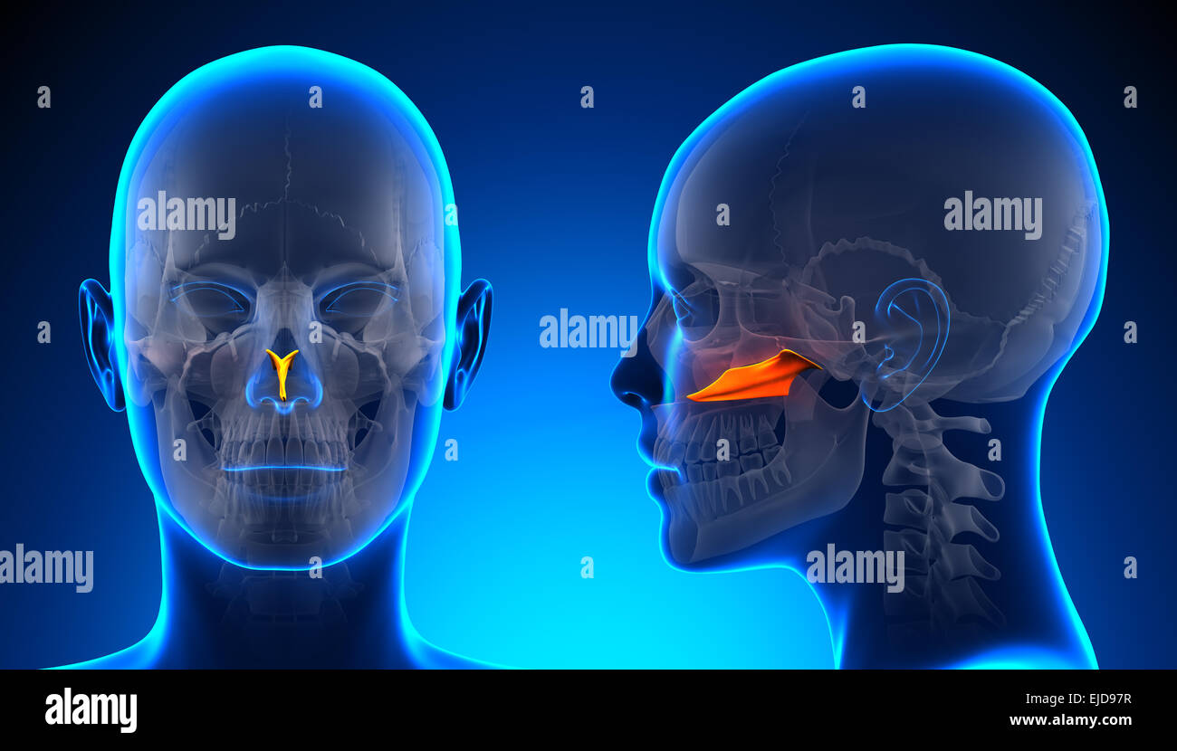 Vomer femelle anatomie du crâne - concept bleu Banque D'Images