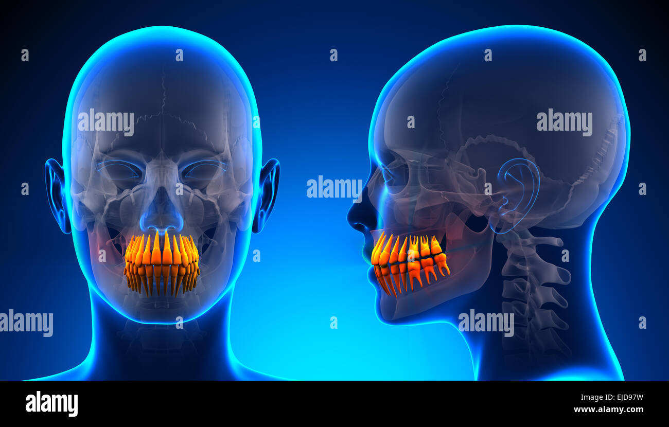 Anatomie dentaire dents femme - blue concept Banque D'Images