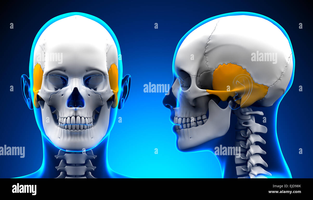 Femme os temporal anatomie du crâne - concept bleu Banque D'Images