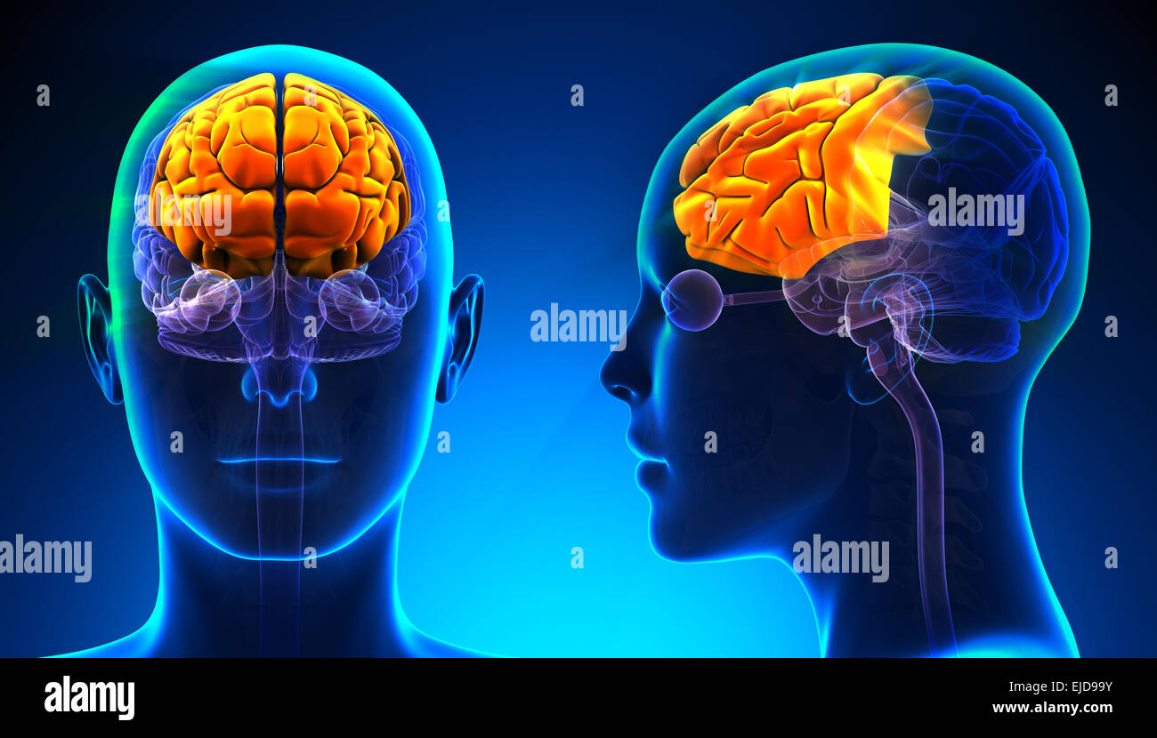 L'anatomie du cerveau du lobe frontal féminin - concept bleu Banque D'Images