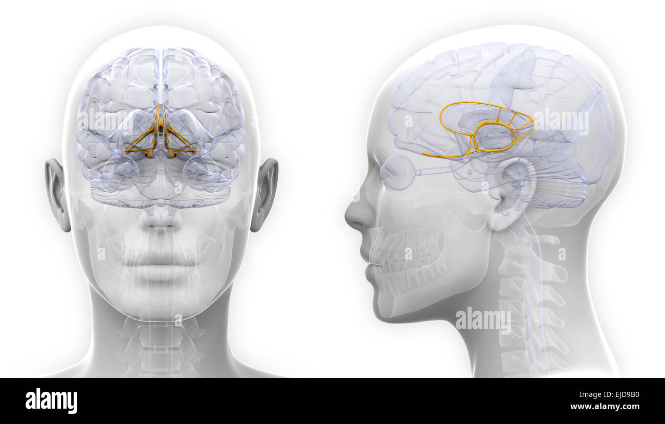 Système limbique femelle anatomie du cerveau - isolated on white Banque D'Images