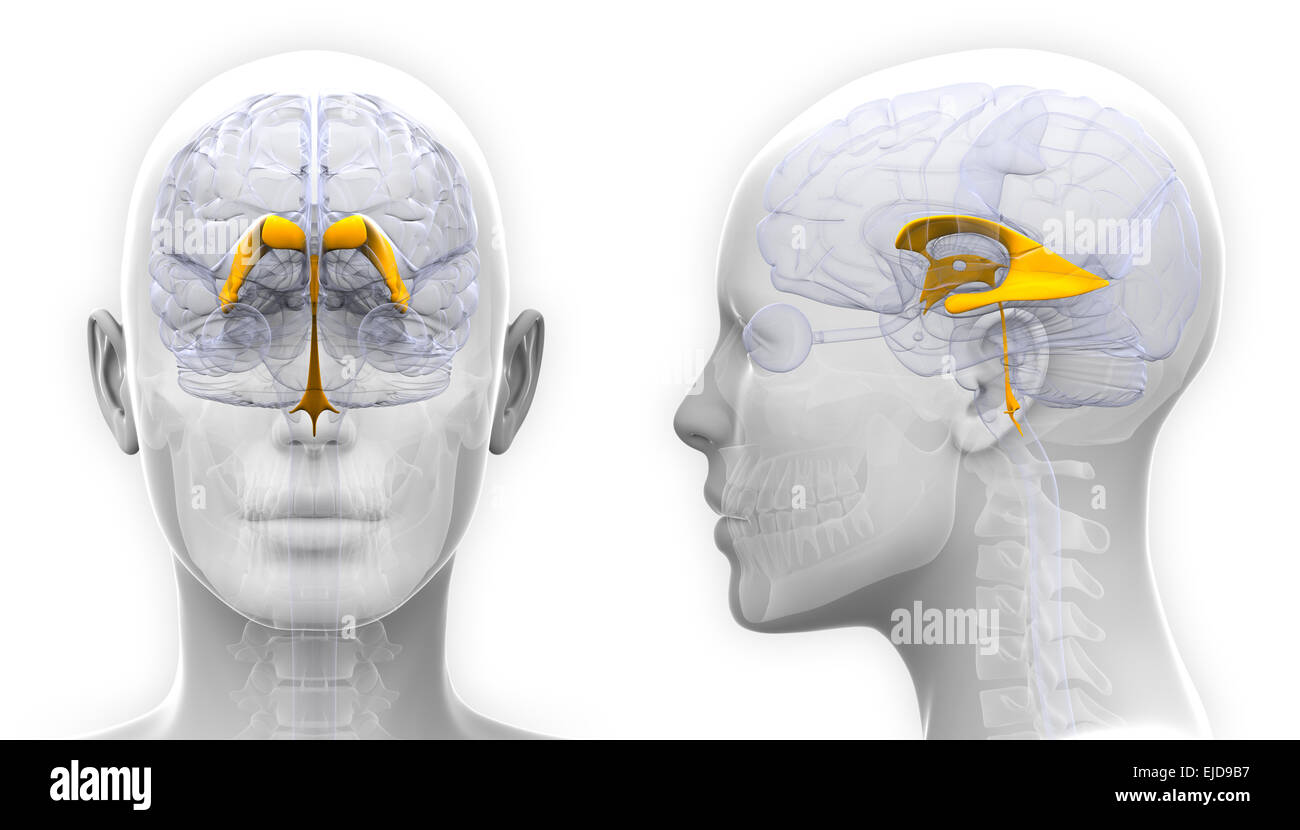 Femme Venctricles de l'anatomie du cerveau - isolated on white Banque D'Images