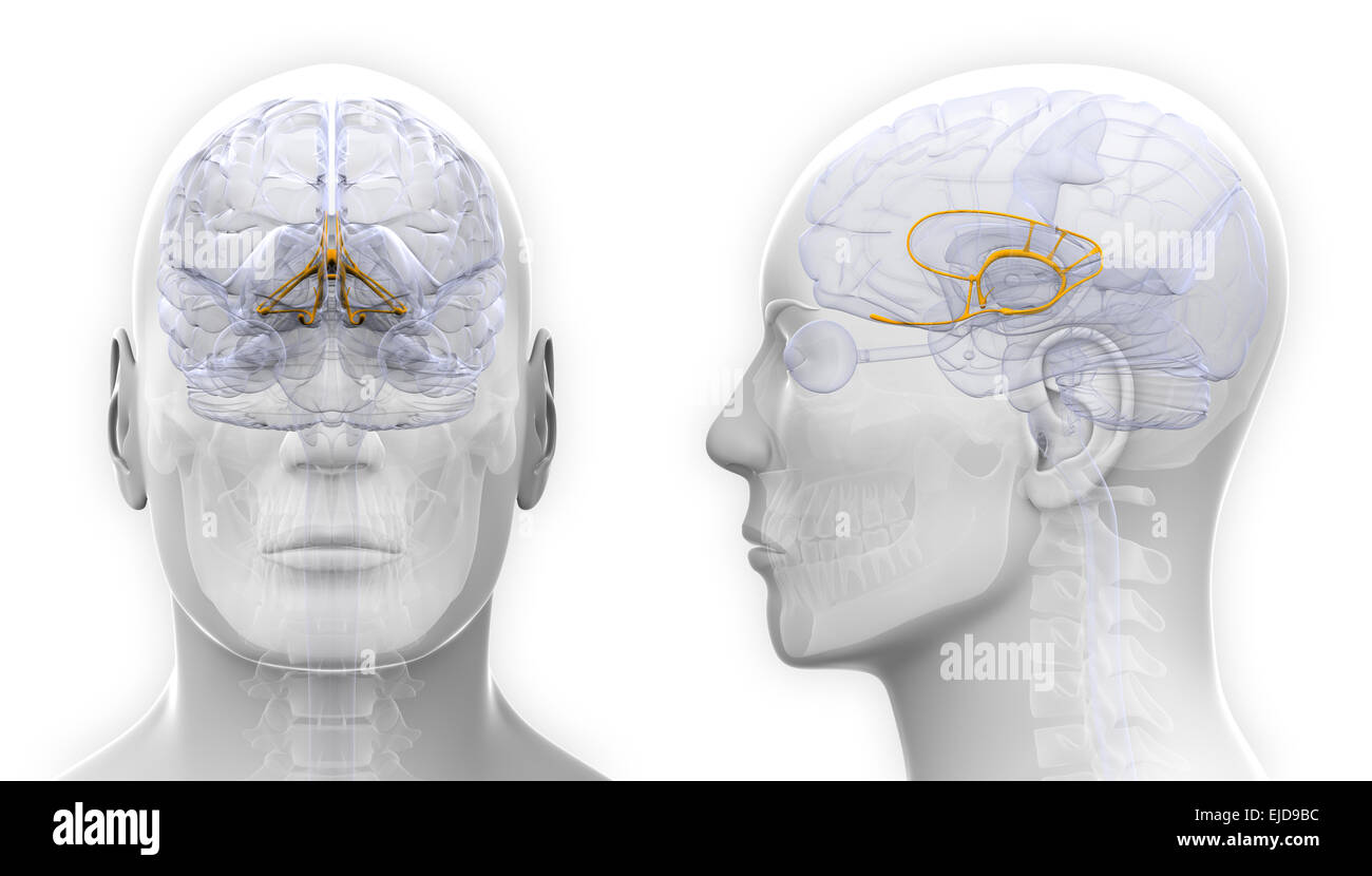 Système limbique mâle anatomie du cerveau - isolated on white Banque D'Images