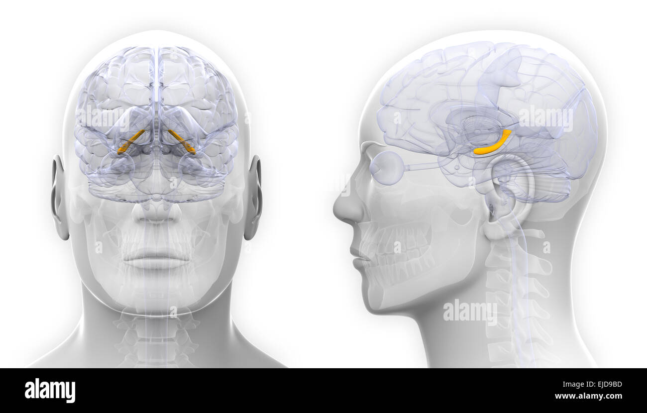 L'hippocampe mâle anatomie du cerveau - isolated on white Banque D'Images