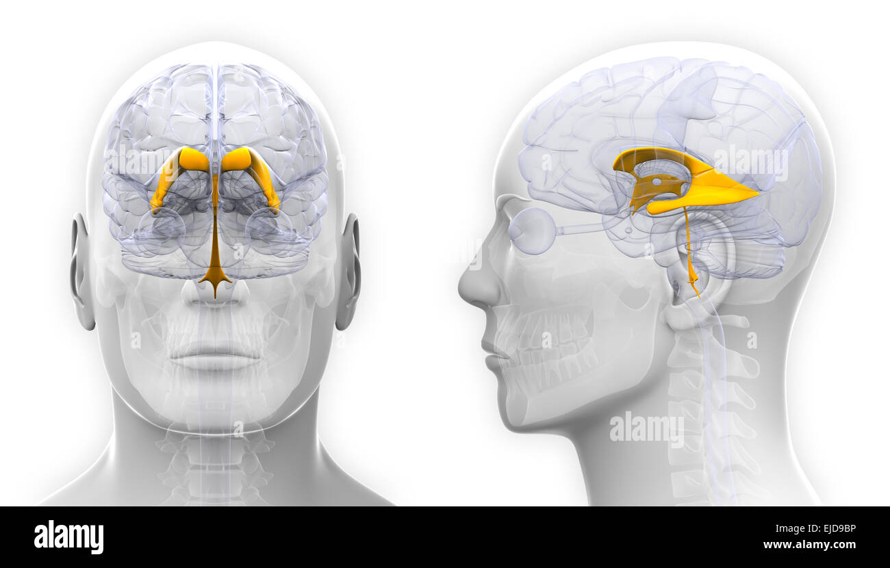 Venctricles sexe masculin de l'anatomie du cerveau - isolated on white Banque D'Images