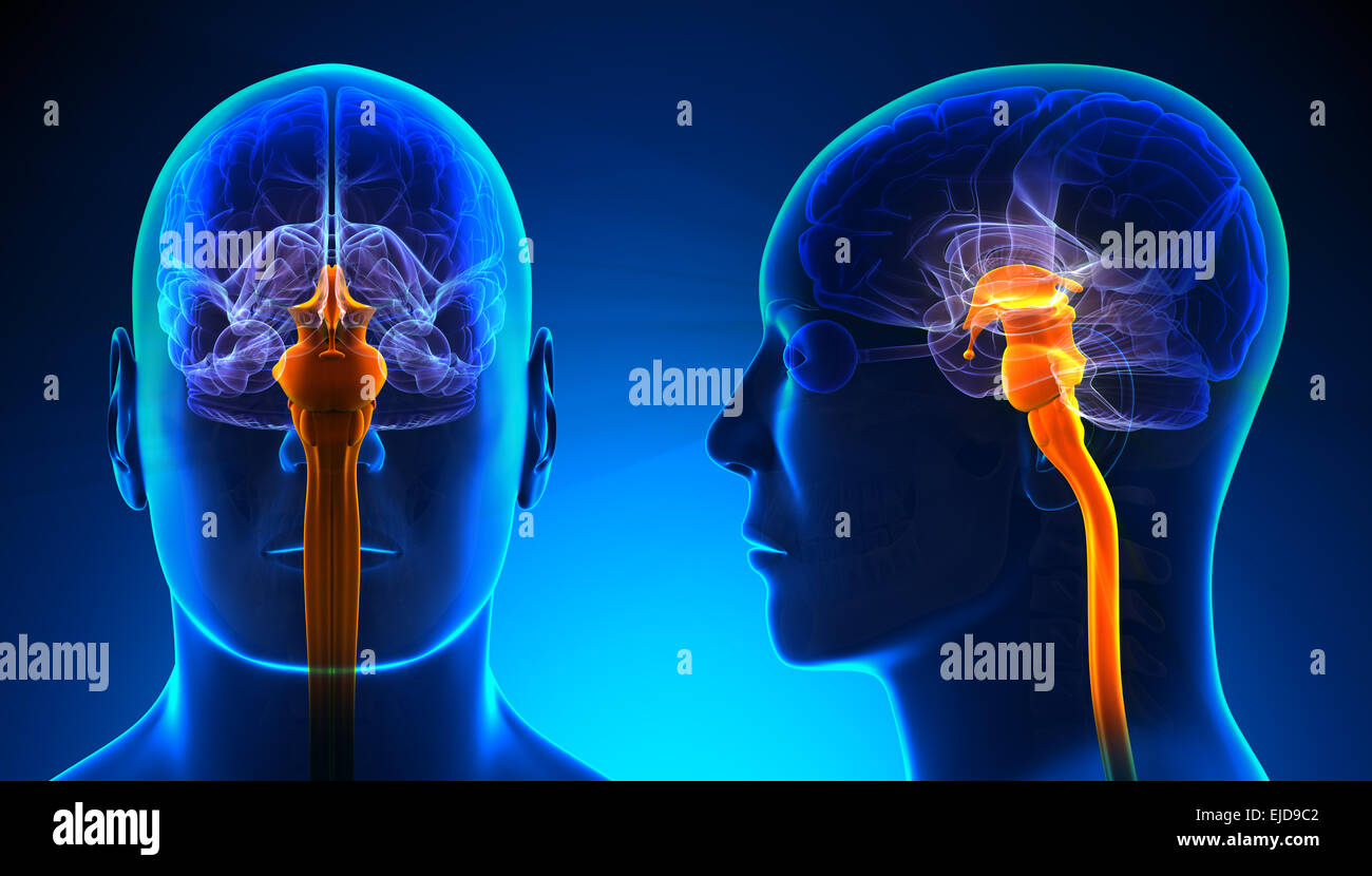 Homme de la moelle épinière anatomie du cerveau - concept bleu Banque D'Images