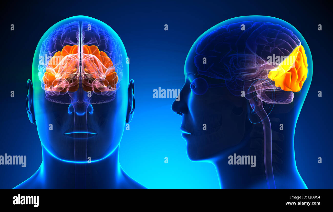 Lobe occipital mâle anatomie du cerveau - concept bleu Banque D'Images