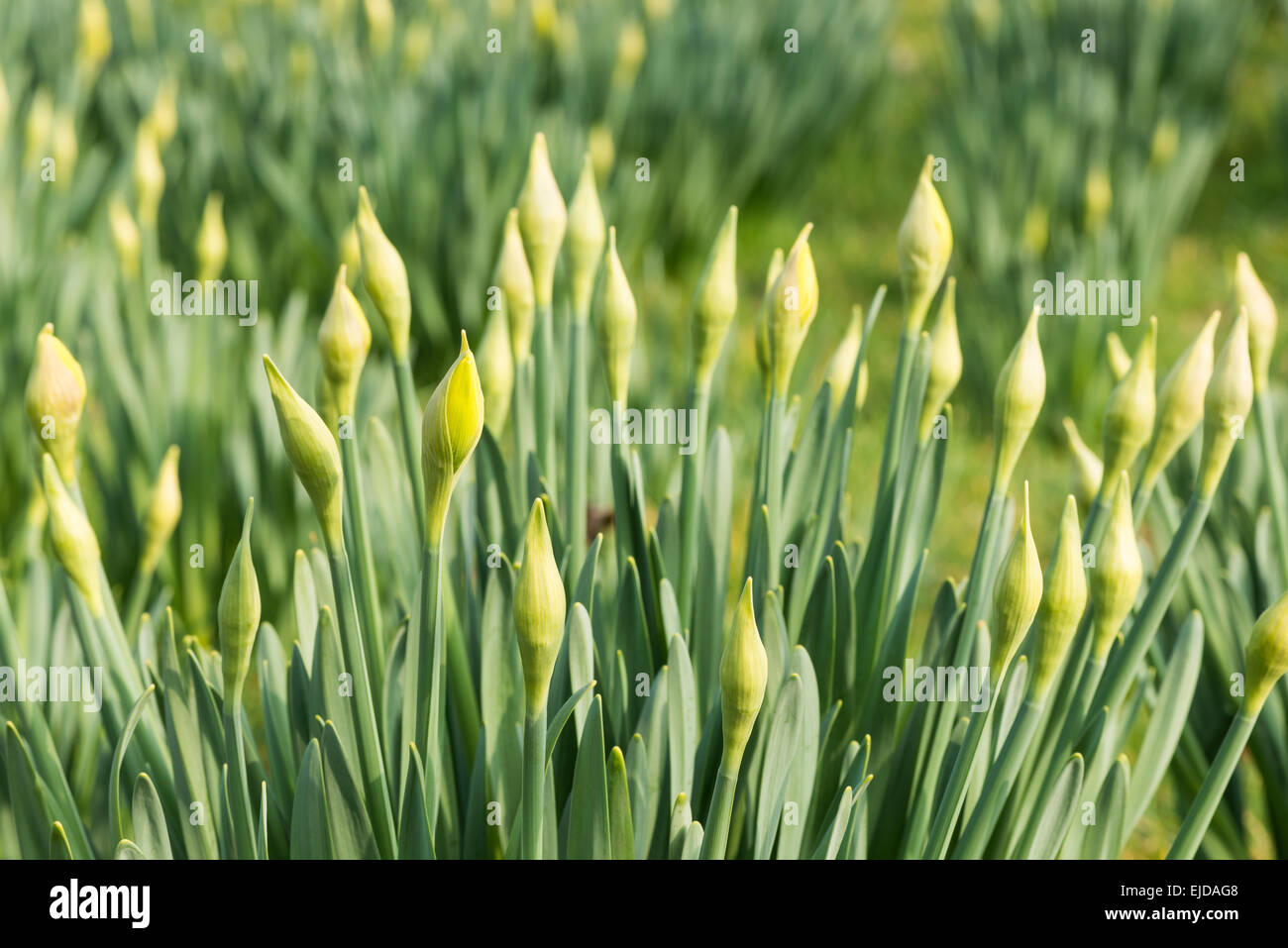 N'attendent que le bon moment, les masses de fleurs jonquille fermé prêt à ouvrir en deux semaines de temps à attendre bien Banque D'Images