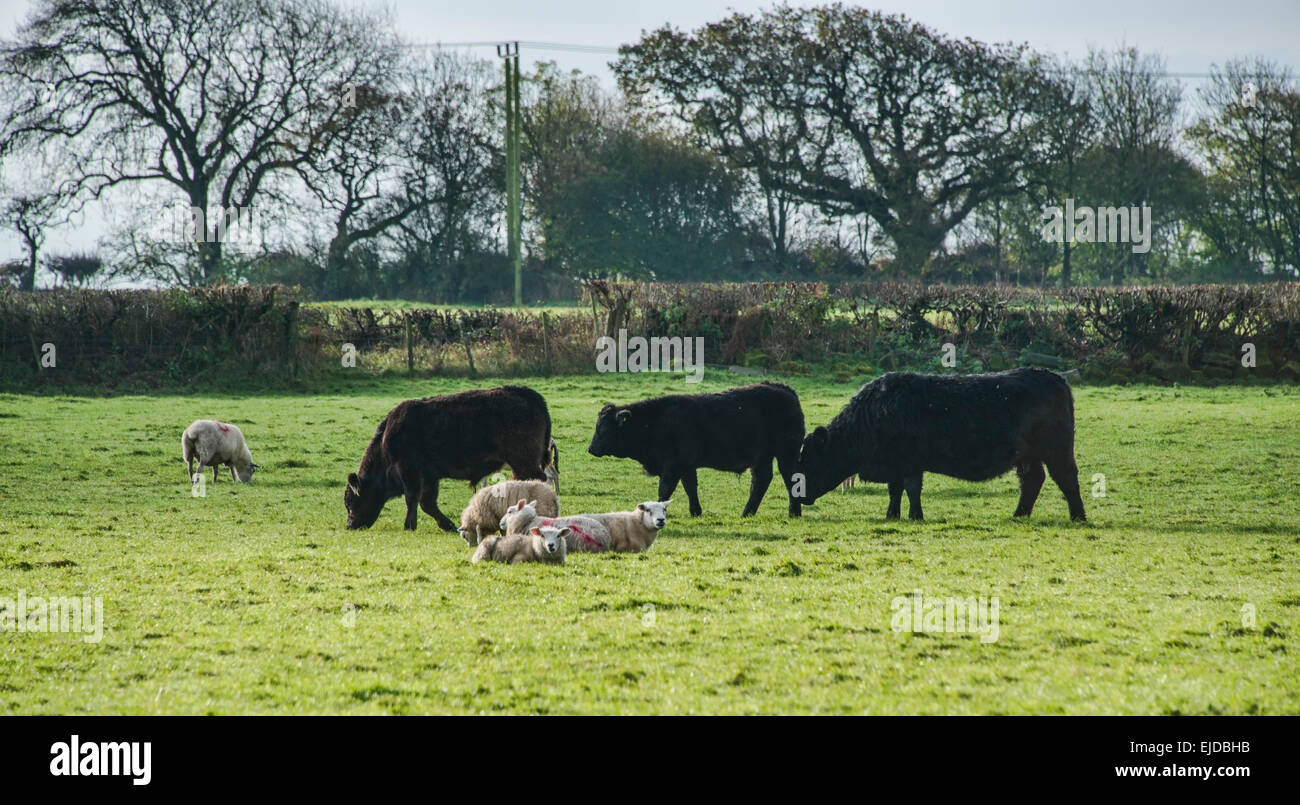 Scène rurale avec vaches et moutons Banque D'Images