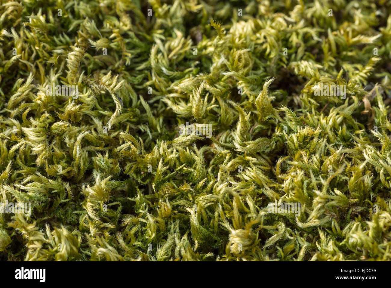 Close up detail modèle de taris moss recroquevillé et ratatiné jusqu'à préserver lui-même en attente de pluie sur ken stone rag Banque D'Images