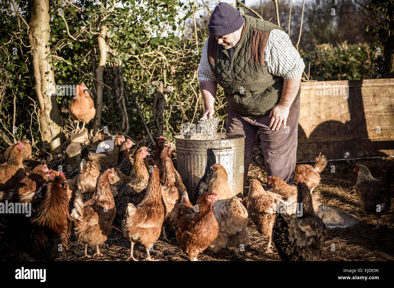Un agriculteur détenant un godet d'alimentation, entouré par un troupeau de poules affamées. Banque D'Images