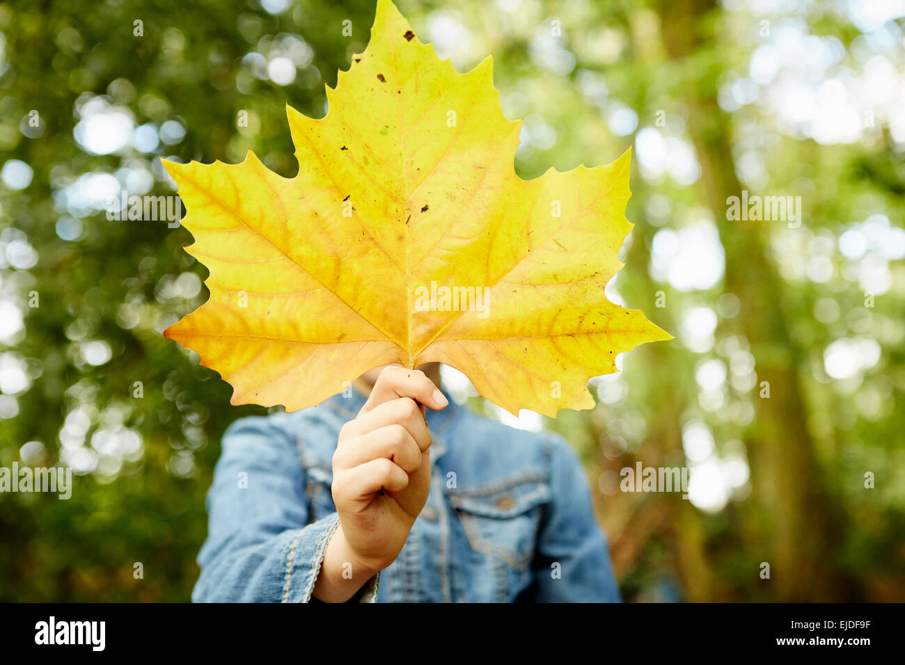 Bois de hêtre à l'automne, avec le vert et rouge et orange d'automne feuillage. Banque D'Images