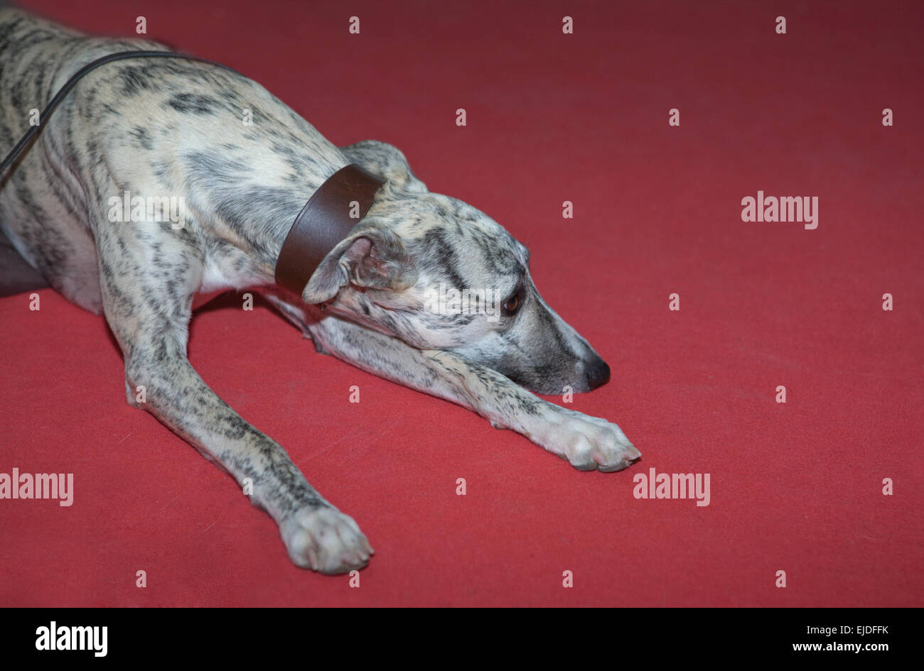 L'Espagnol greyhound, 9 mois, portrait sur fond rouge Banque D'Images