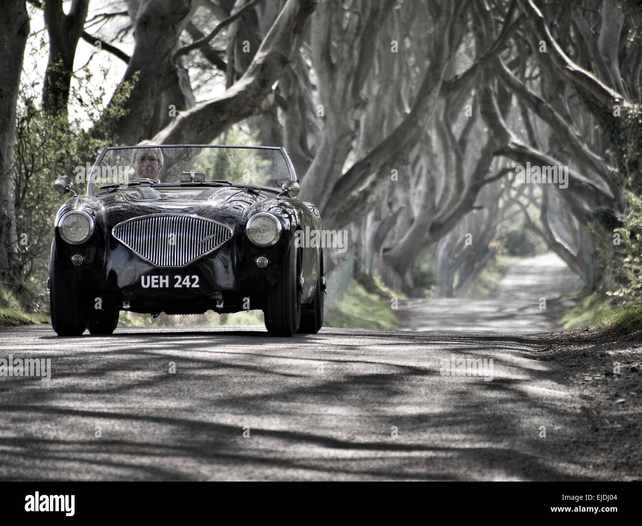 Austin Healey 100 M LM 1954 la conduite par les haies sombres près de l'Irlande du Nord de Ballymoney Banque D'Images Austin Healey 100 M LM 1954 la conduite par les haies sombres près de l'Irlande du Nord de Ballymoney Banque D'Images