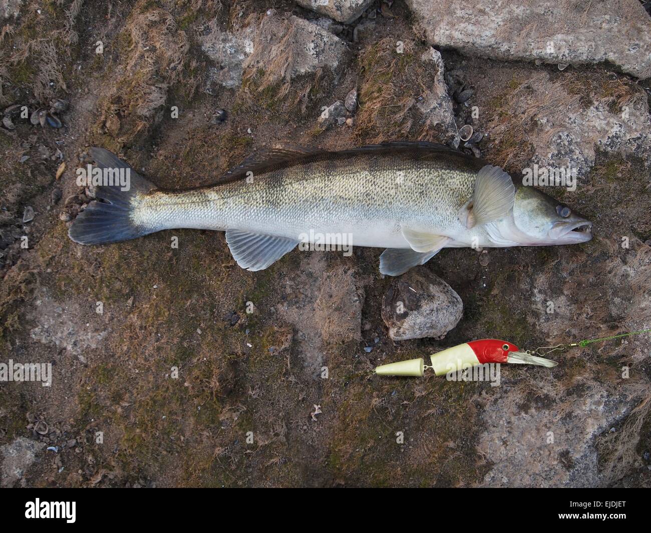 Zander longue sur des pierres avec wobbler Banque D'Images
