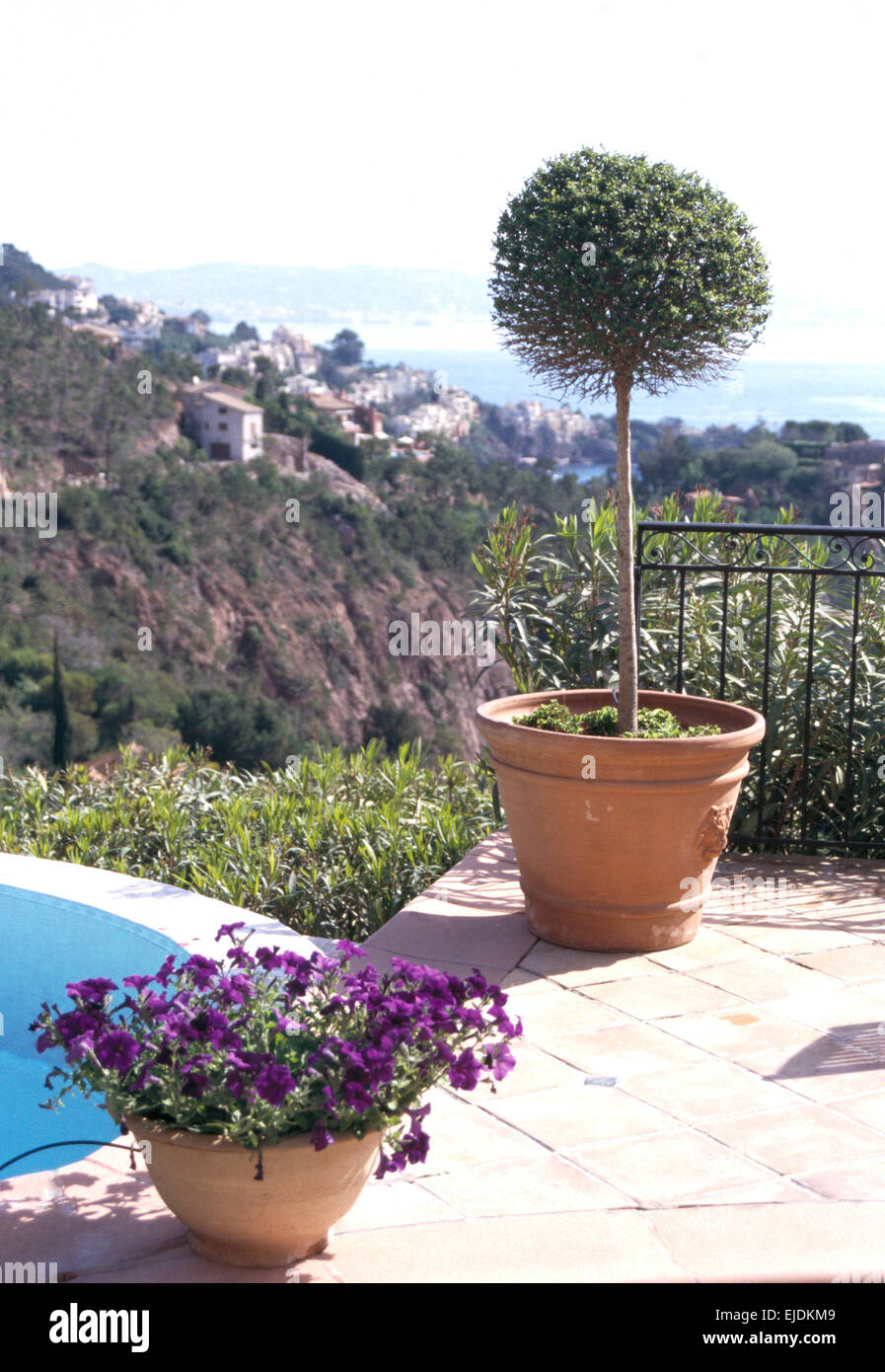 Les pétunias violets et de petits arbres taillés en pots de terre cuite sur le pavage au-dessus de piscine de Corfou villa avec vue sur l'océan Banque D'Images