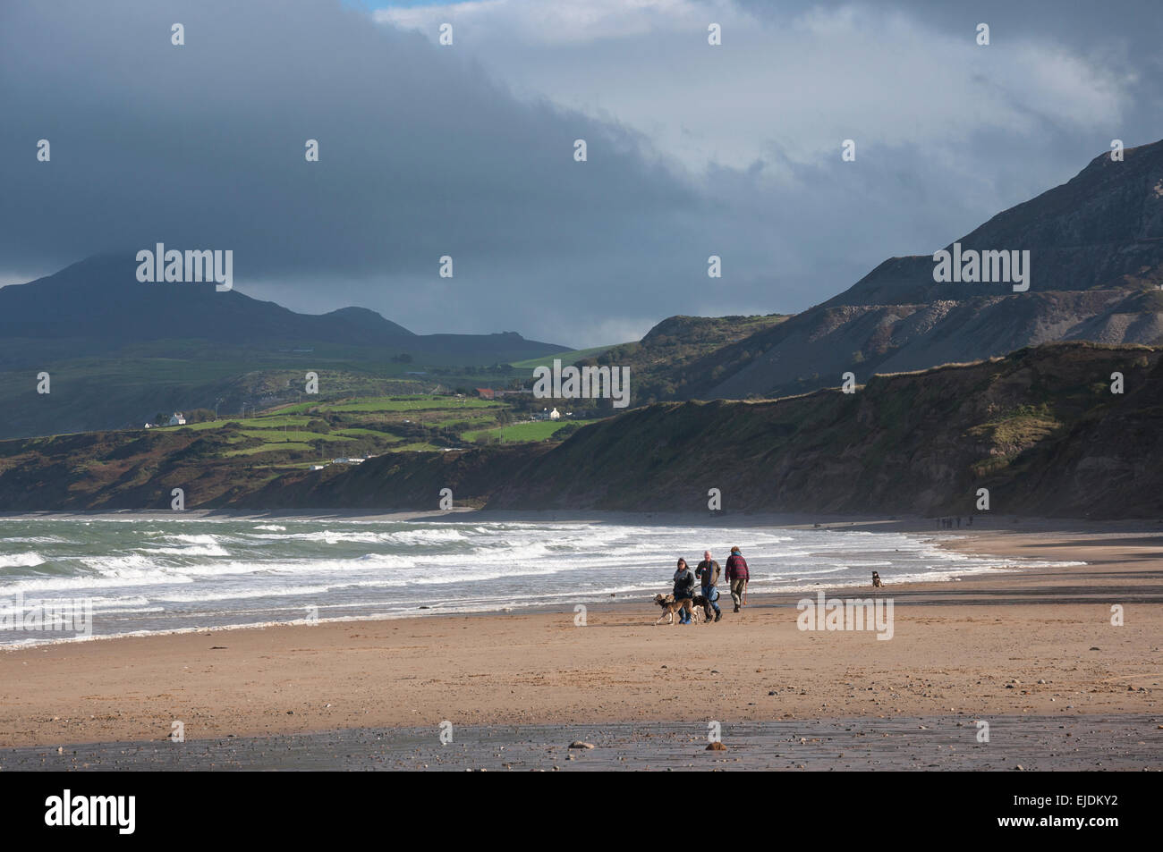 Dog Walkers sur plage de Nefyn dans le Nord du Pays de Galles sur une matinée venteuse. Banque D'Images