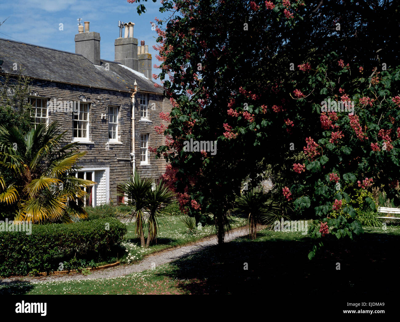 Red Horse Chestnut Tree dans jardin de maison de campagne traditionnelle Banque D'Images