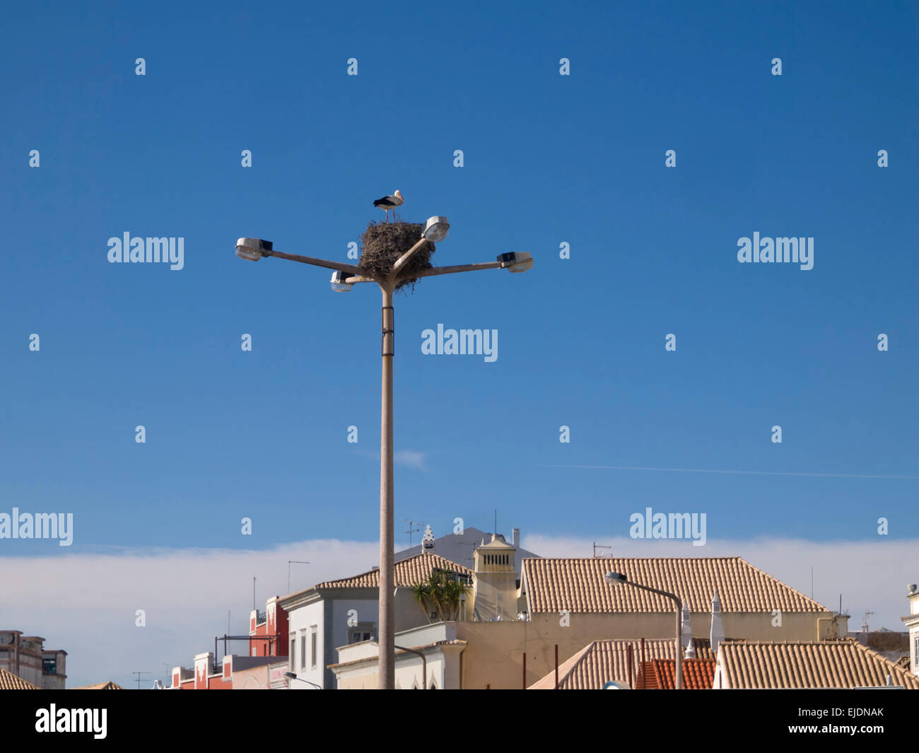 Nid de cigognes sur le dessus d'une lampe de rue Banque D'Images