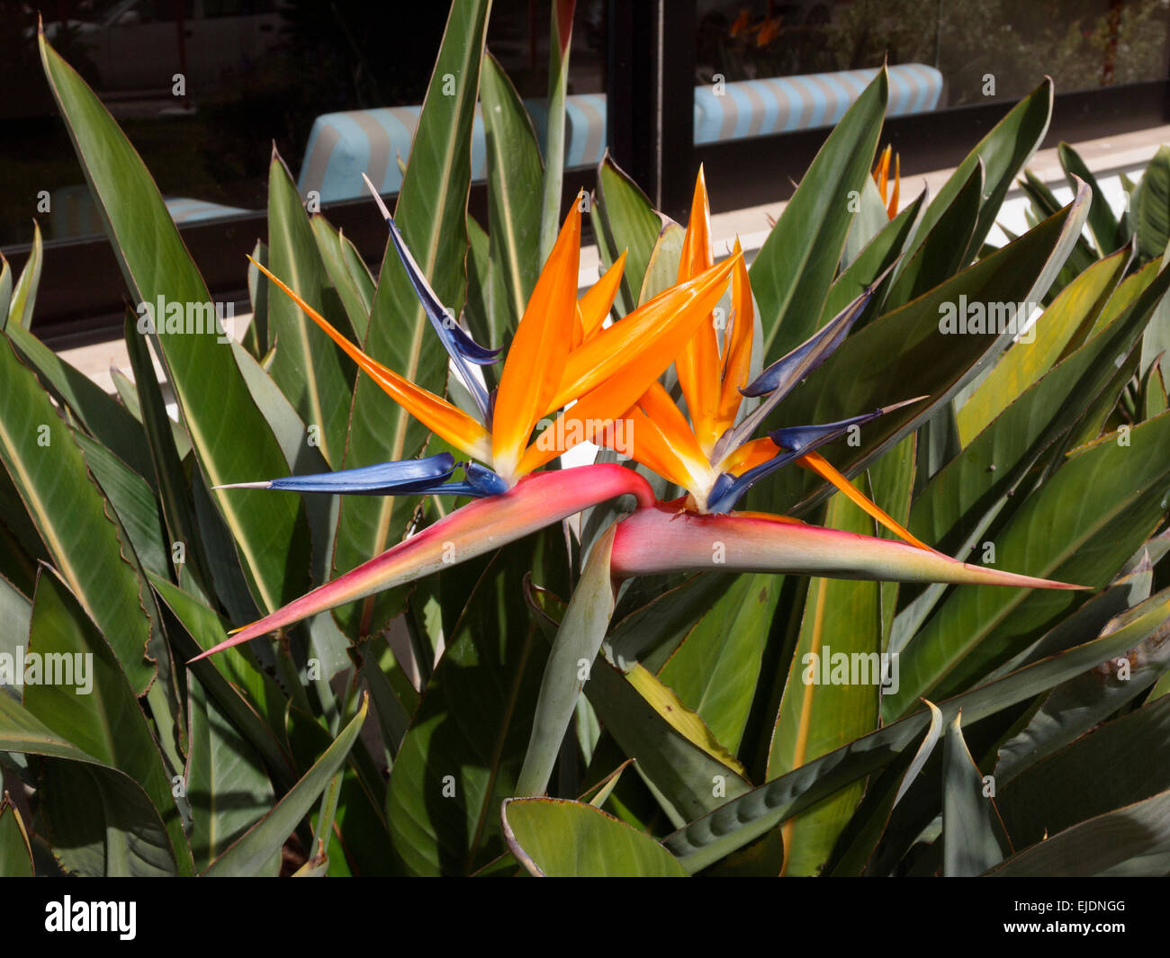 Oiseau du Paradis - Strelitzia reginae fleurs Banque D'Images Oiseau du Paradis - Strelitzia reginae fleurs Banque D'Images