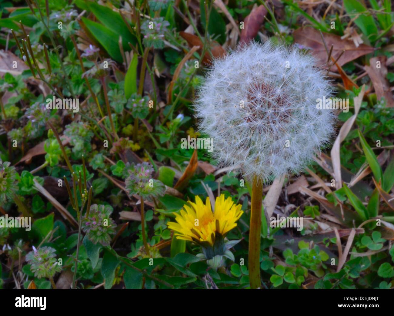 Le pissenlit fait aux semences, ONU-récoltée à meadow field Banque D'Images