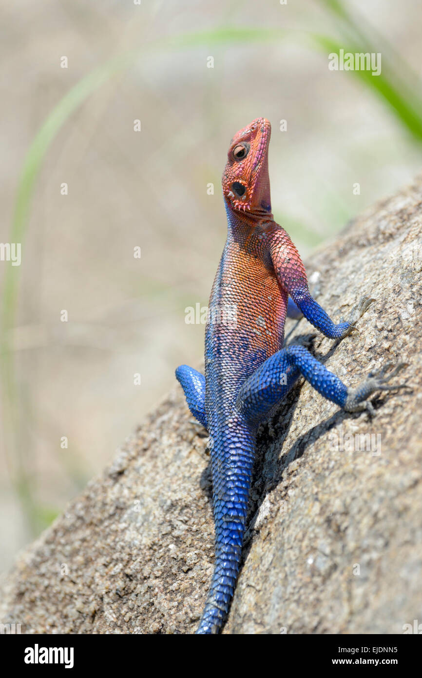 Agama agama Agama (commune) sur un rocher, le parc national du Serengeti, Tanzanie. Banque D'Images