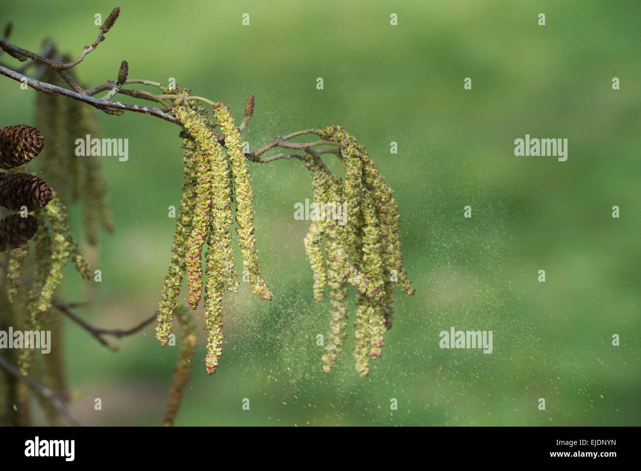 Les chatons de noisetier commun libérant le pollen Banque D'Images