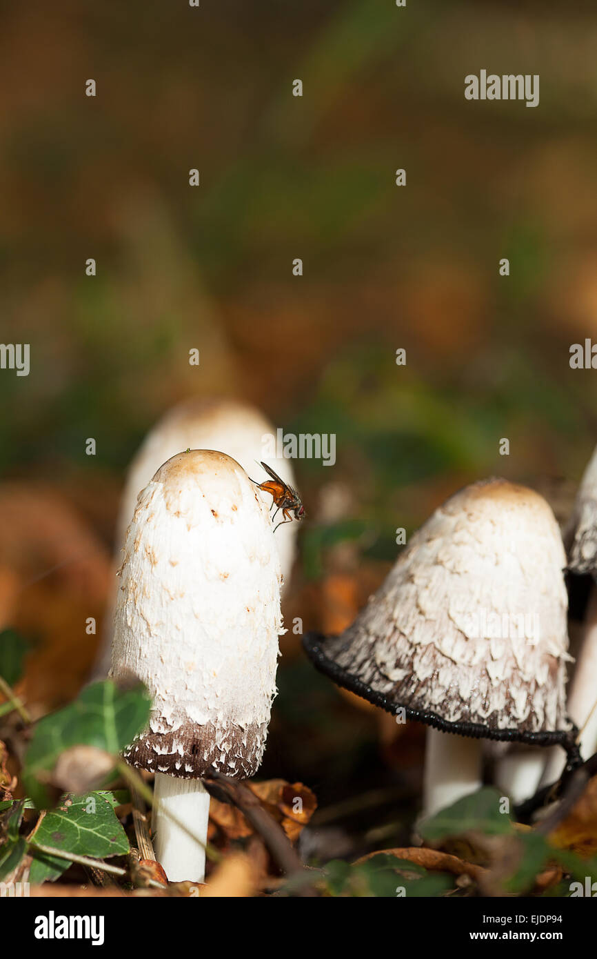 Un gros plan de 'Coprinus comatus' 'avocat' 'Shaggy la perruque de Cap d'encre' 'Shaggy Mane ' Banque D'Images