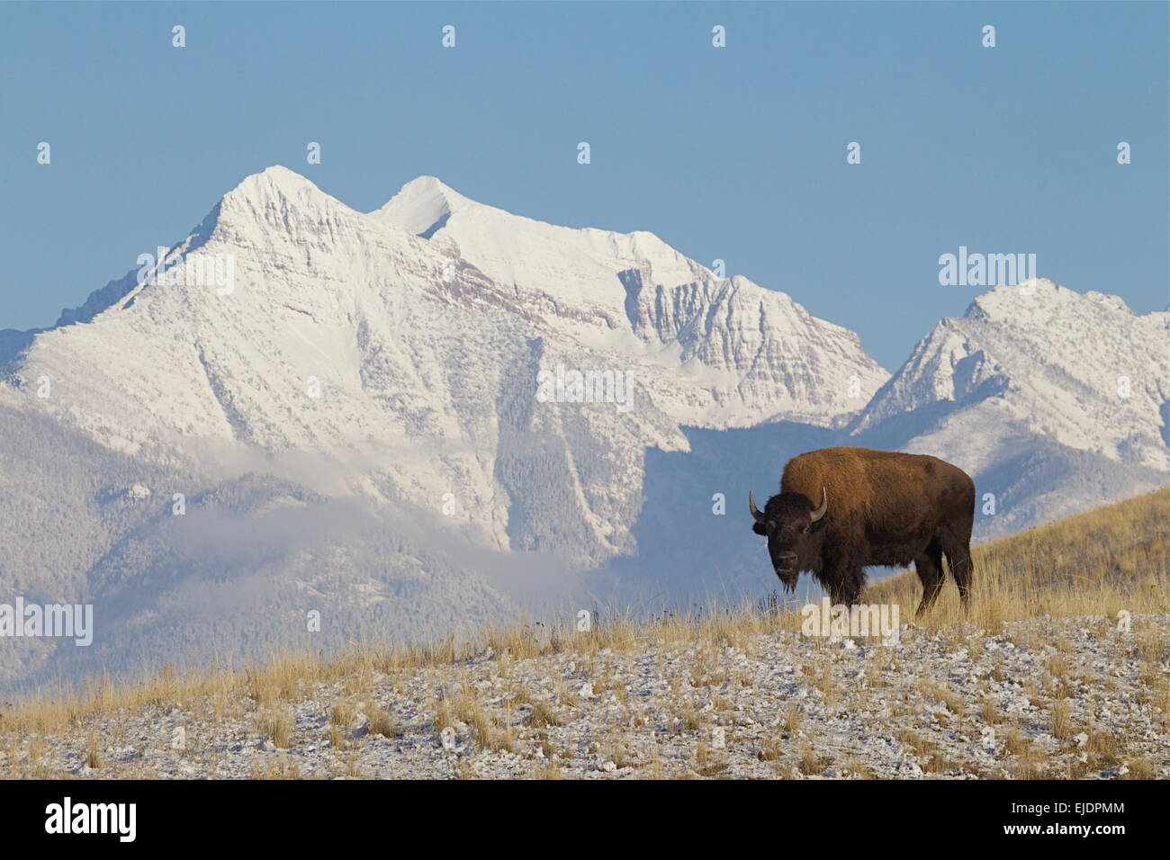 Portrait de l'environnement, le Bison d'Amérique à la réserve indienne de Flathead, contre la Mission des montagnes de Montana Banque D'Images