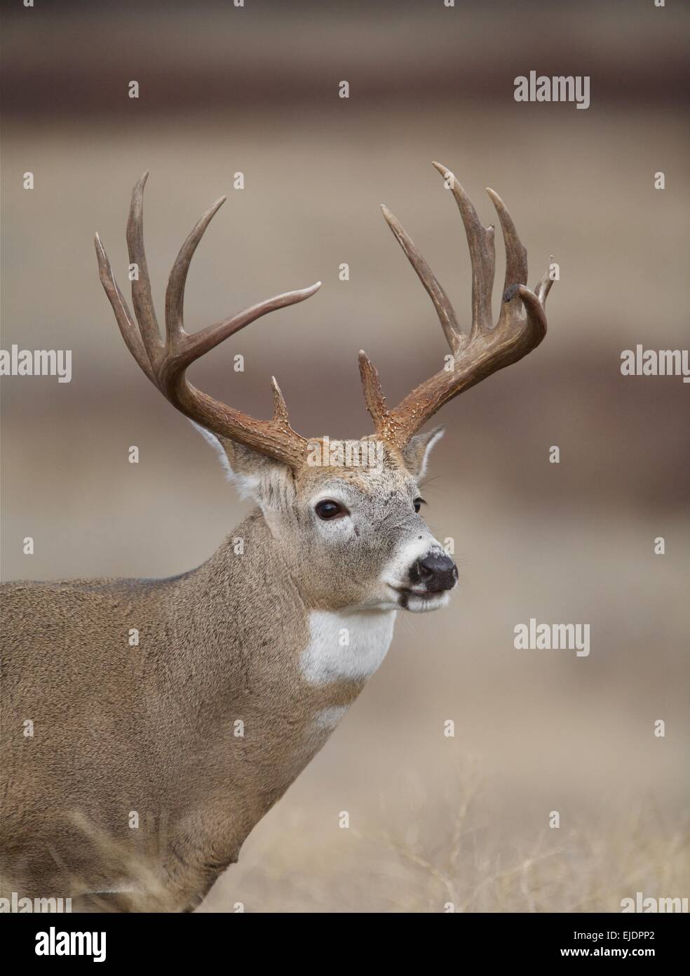 L'enregistrement de classe trophée whitetail deer Buck livre, Odocoileus virginianus, Close up portrait of head shot contre un arrière-plan naturel Banque D'Images