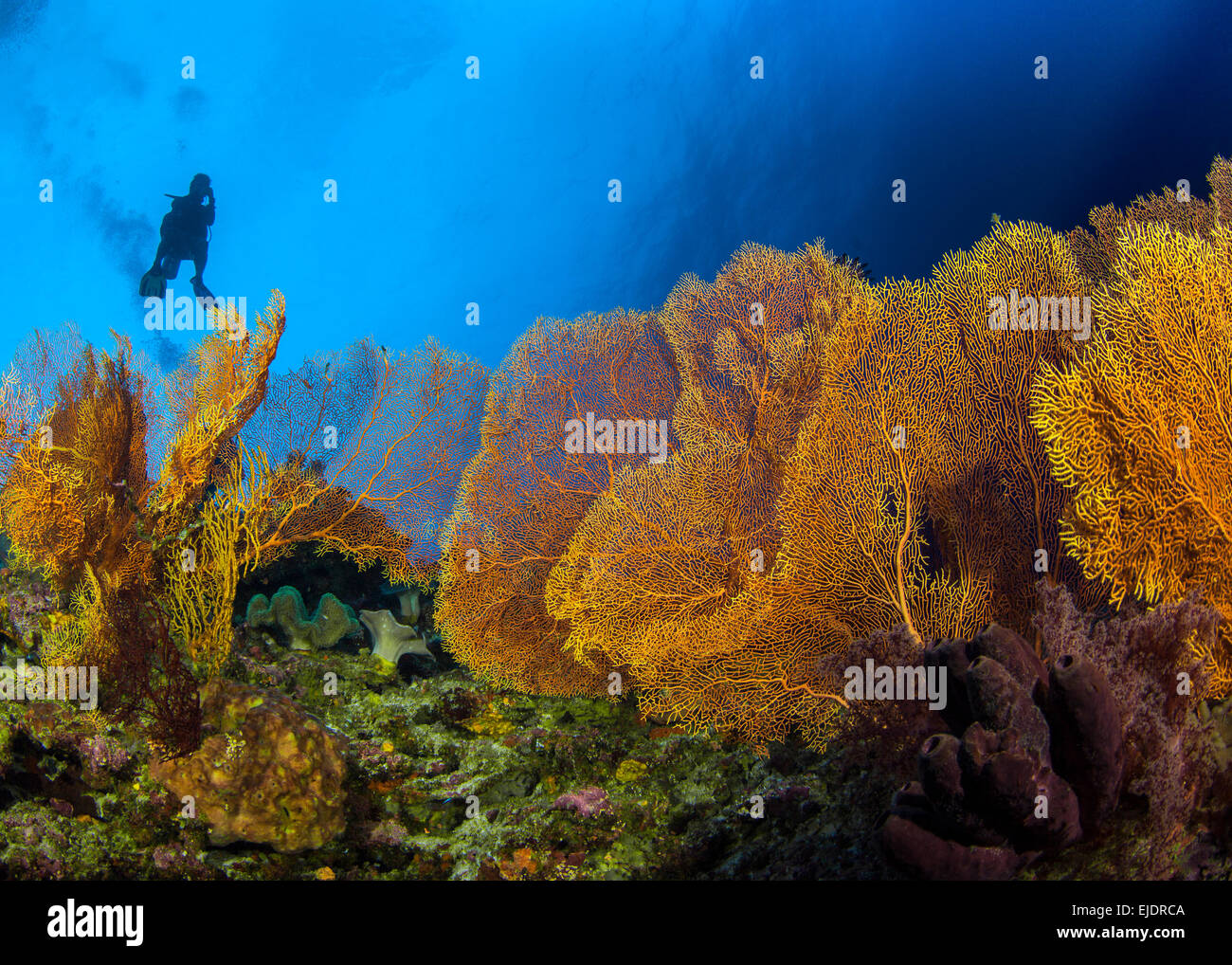 Scuba Diver en silhouette monte sur colonie de grands fans de la mer d'or. Spratley, Mer de Chine du Sud. Banque D'Images
