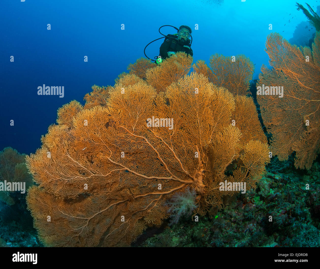 Femelle européenne de plongée sous marine a l'air plus grande colonie de golden sea gorgones fans. L'arrière-plan est bleu lumière océan contrastées Banque D'Images