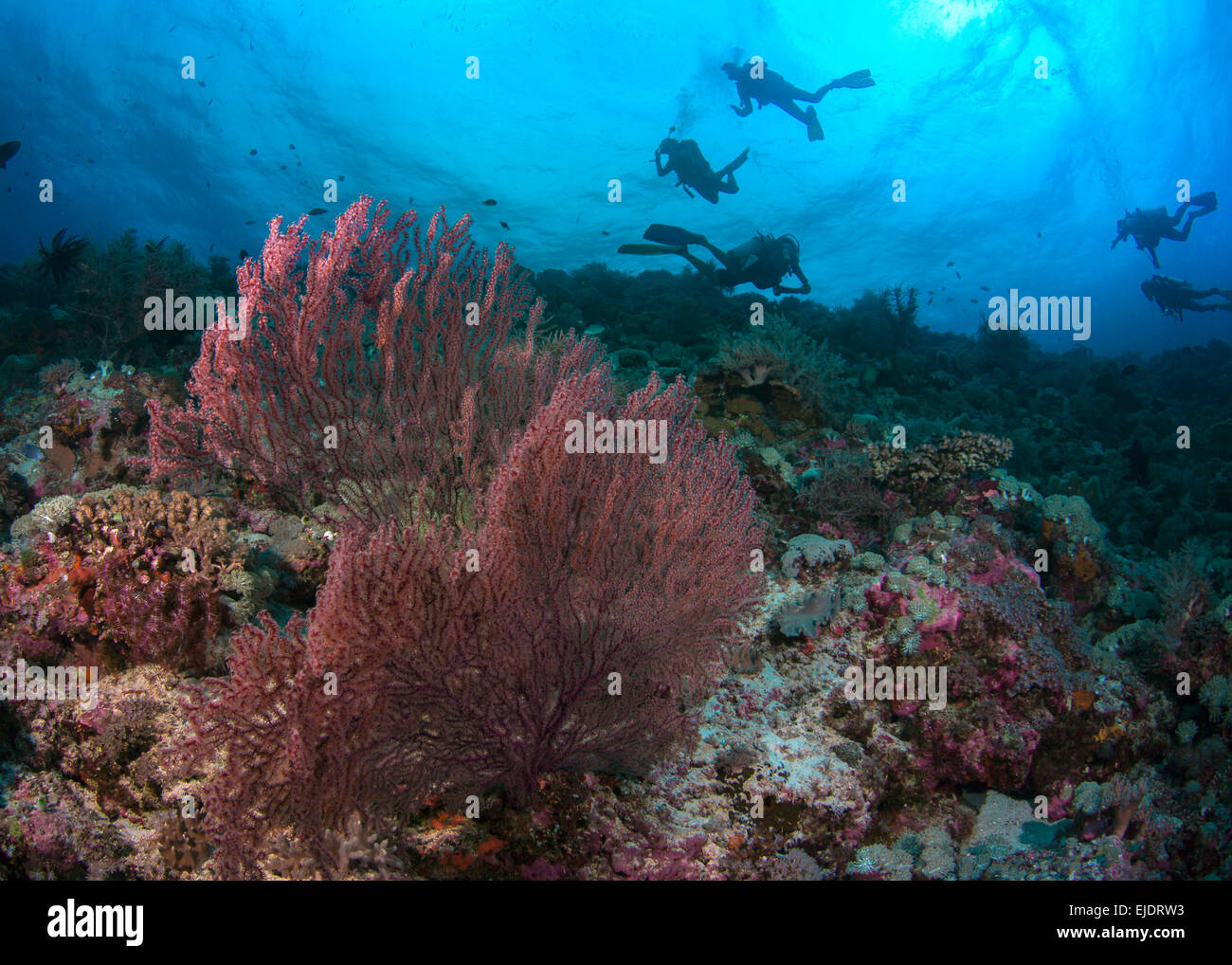 Les plongeurs d'explorer reef avec des fans de la mer rouge. Spratley, Mer de Chine du Sud. Banque D'Images
