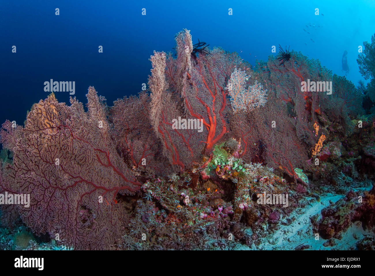 Grande colonie de gorgones fans mer rouge Banque D'Images