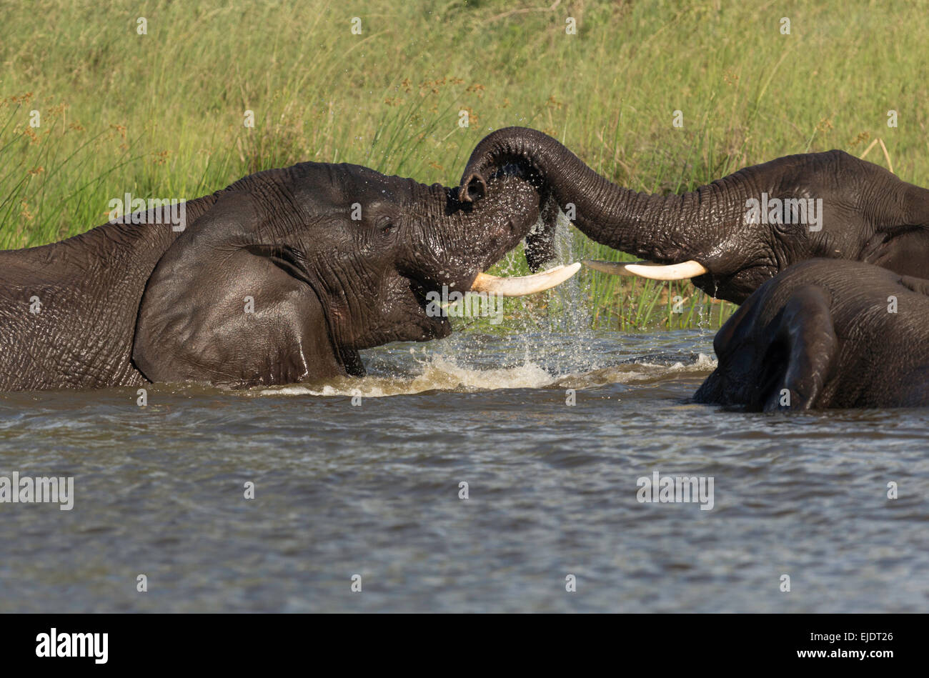 Elephant mating Banque de photographies et d’images à haute résolution Alamy