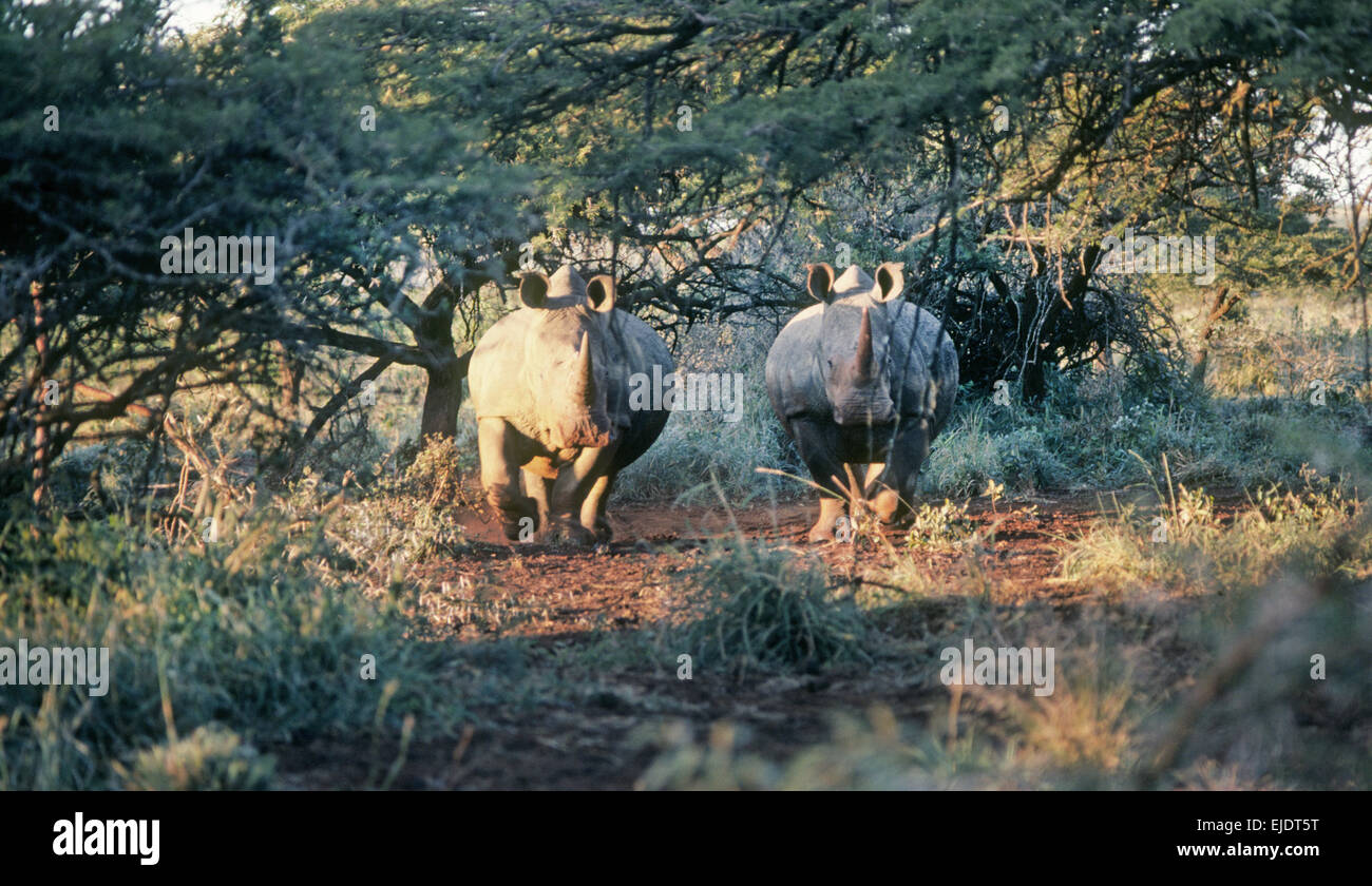 Le rhinocéros blanc du sud (Ceratotherium simum simum) à l'état sauvage en Afrique du Sud Banque D'Images