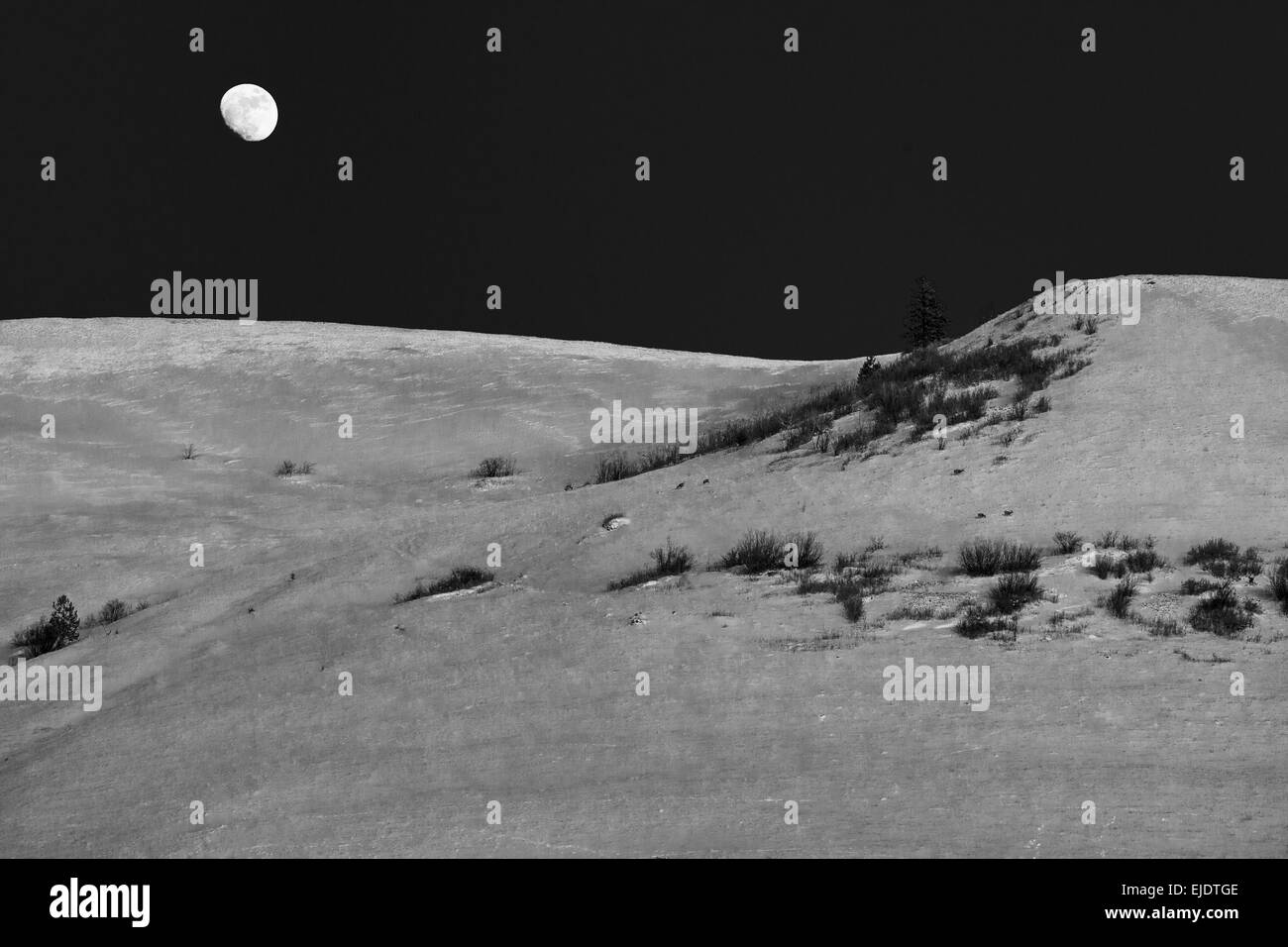 Les cerfs broutent dans la neige alors que la lune se lève sur le mont Gros près de Missoula, Montana. Banque D'Images