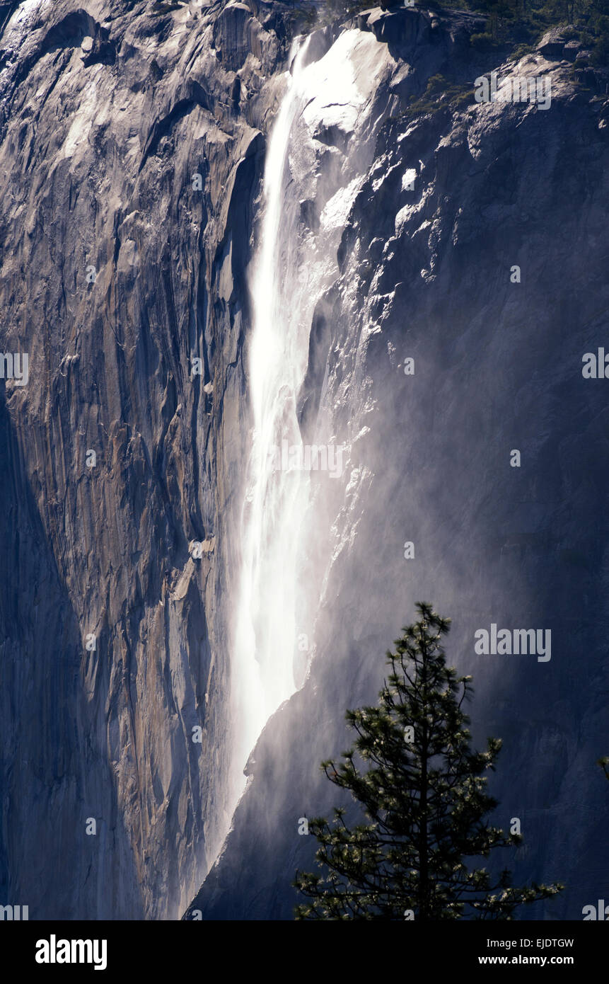 La prêle est injecté pendant le printemps au Yosemite National Park, en Californie. Banque D'Images