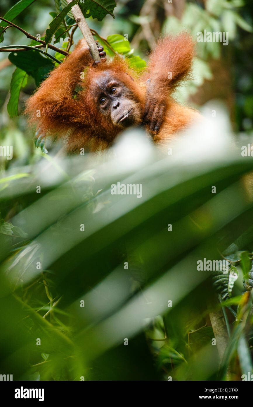 Un enfant (orang-outan de Sumatra Pongo abelii) repose sur une branche d'arbre dans le parc national de Gunung Leuser dans le Nord de Sumatra. Banque D'Images