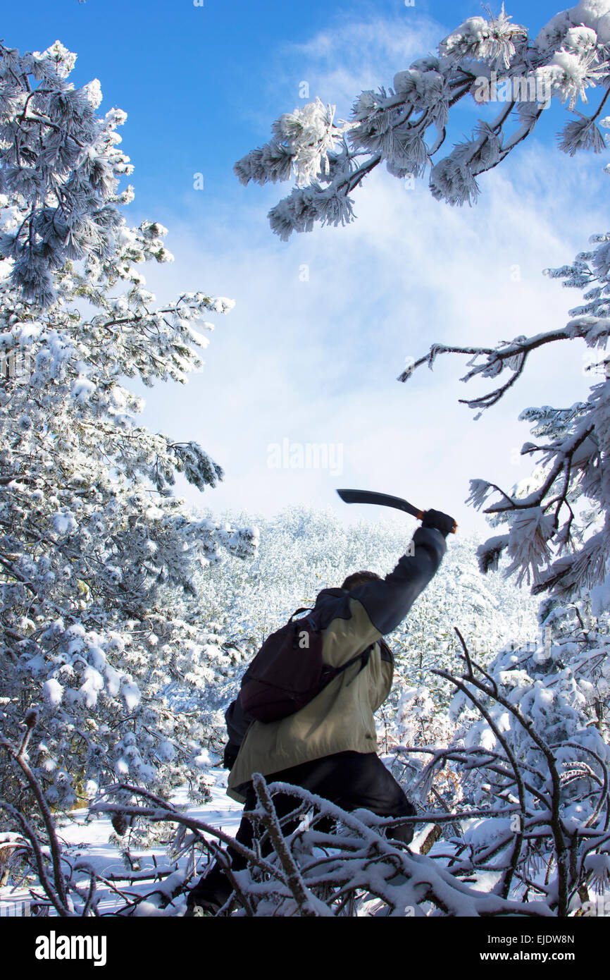 Un randonneur avec une machette à la main, passe par une clairière dans la forêt Banque D'Images