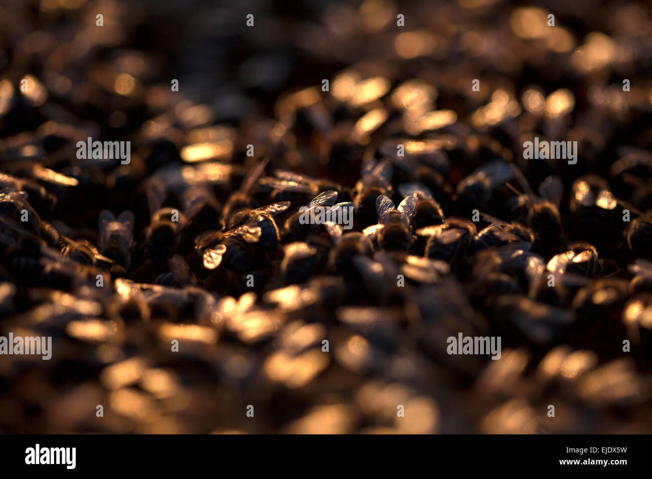 Les abeilles travaillent allumé au coucher du soleil dans une ruche d'un rucher d'apiculteurs Puremiel à Arcos de la Frontera, Cadiz Province, Banque D'Images