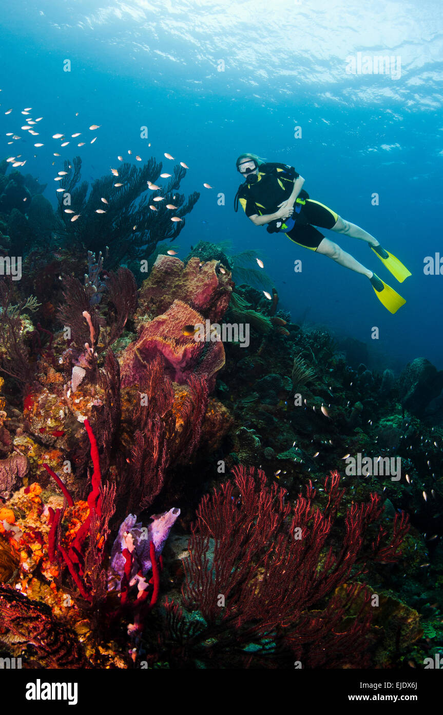 Un plongeur femelle explore un récif de corail, Sainte-Lucie. Banque D'Images