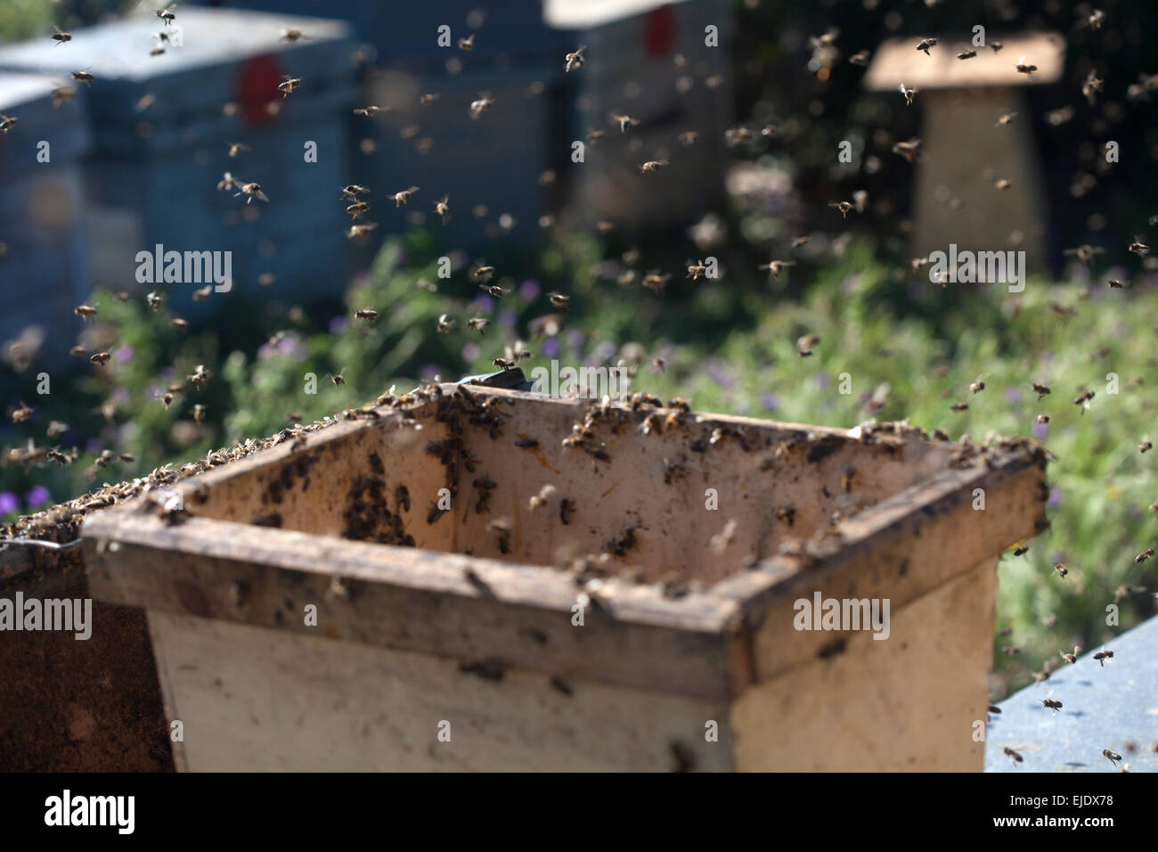 Un essaim d'abeilles dans le rucher de Puremiel apiculteurs au Parc Naturel de Los Alcornocales, la province de Cádiz, Andalousie, Espagne Banque D'Images