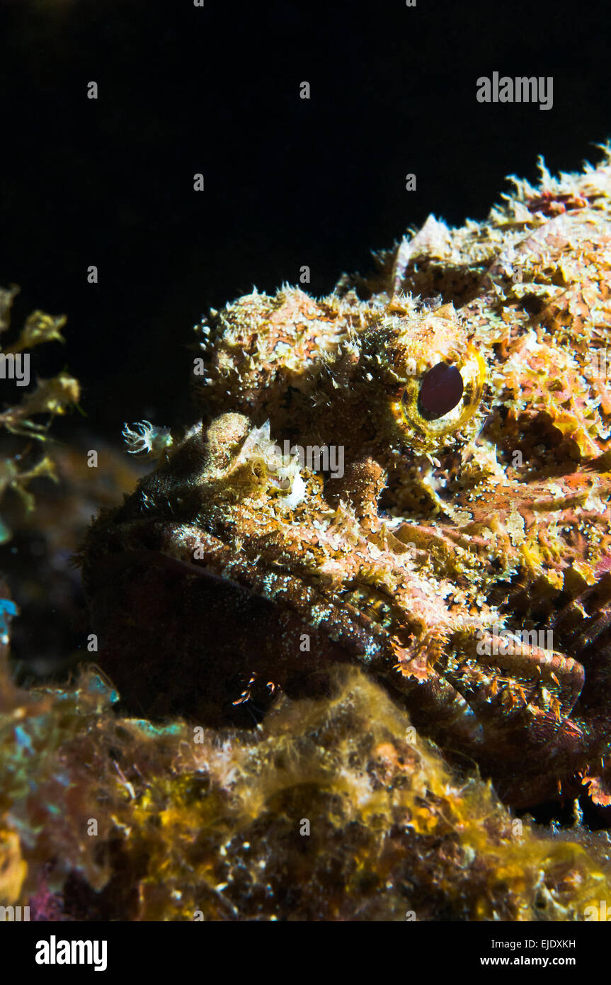 Close-up Spotted Scorpionfish (Scorpaena plumieri), Sainte-Lucie. Banque D'Images