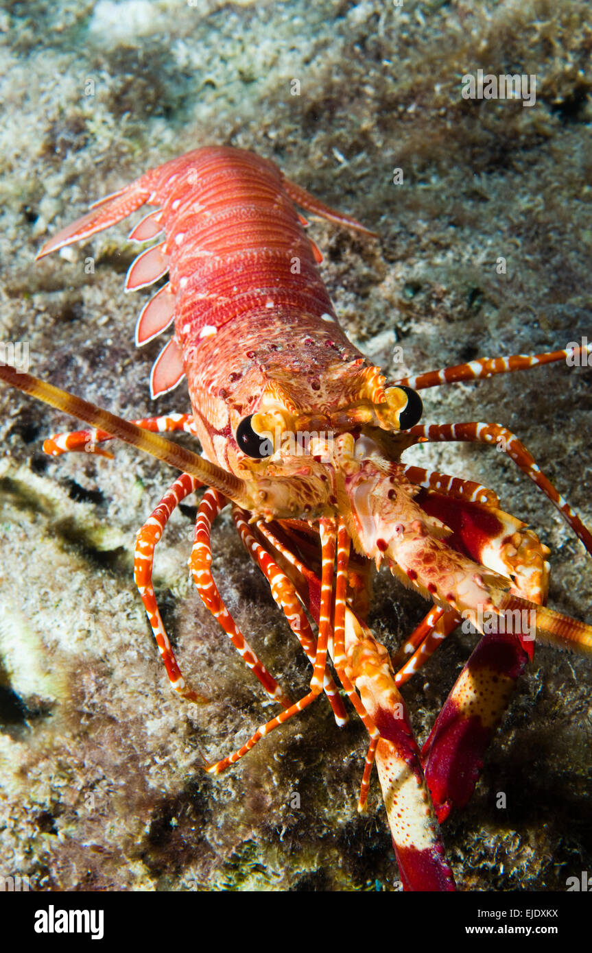 Bandes rouge rare le homard (Justitia longimanus), Sainte-Lucie. Banque D'Images