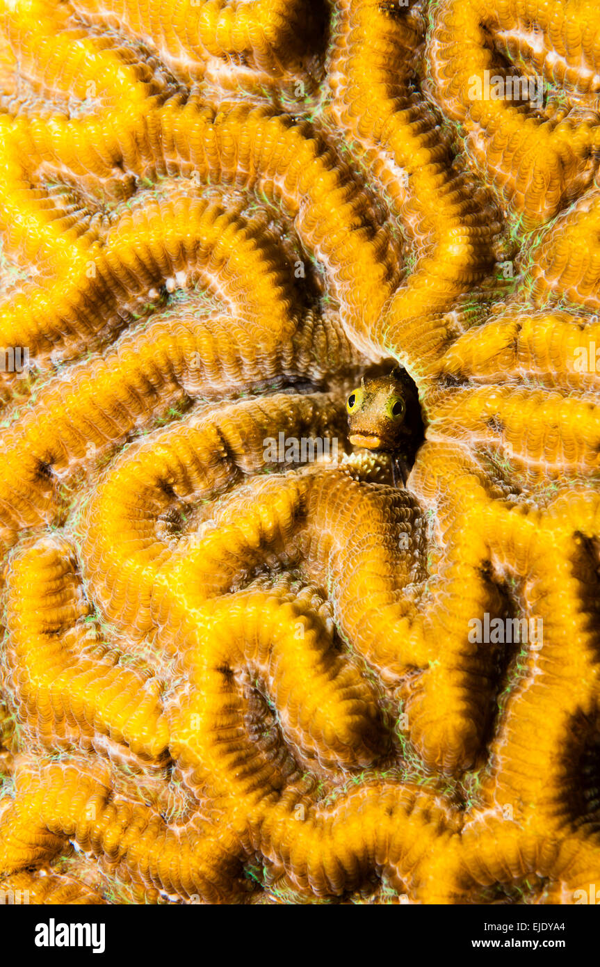 Spinyhead (blennies Acanthemblemaria spinosa) dans les coraux durs, Sainte-Lucie. Banque D'Images