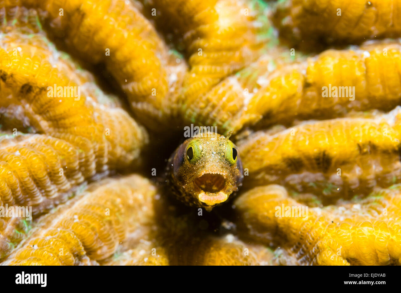 Close-up Spinyhead (blennies Acanthemblemaria spinosa) dans les coraux durs, Sainte-Lucie Banque D'Images