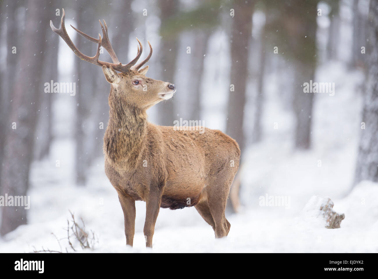 Red Deer, Cervus elaphus, Stag en neige, Highlands, Ecosse Banque D'Images