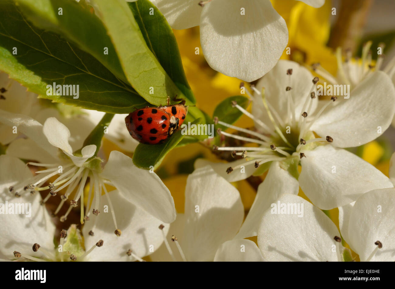Les coccinelles sur feuilles avec fleurs poire de Bradford. Belle image de la nature d'insectes et de fleurs. Droit naturel de couleurs vives. Banque D'Images