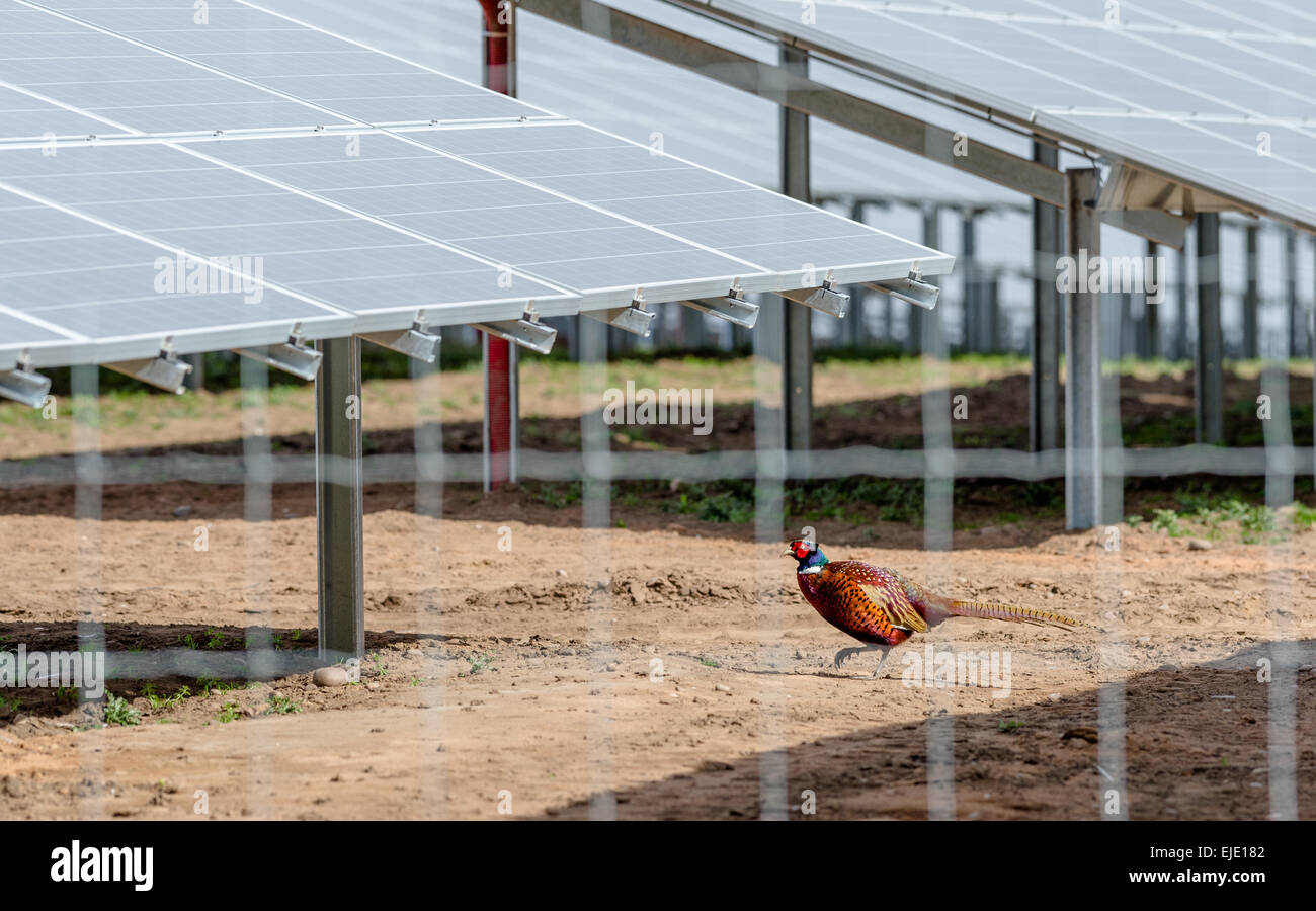 Le Faisan mâle marcher dans un champ de P.V. des panneaux solaires à un parc solaire sur le Welbeck Estate, Meden Vale, Nottinghamshire. Banque D'Images